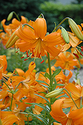 Alexis Lily (Lilium 'Alexis') at Lakeshore Garden Centres