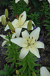 Roma Lily (Lilium 'Roma') at Lakeshore Garden Centres