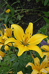 Ambassador Lily (Lilium 'Ambassador') at Lakeshore Garden Centres