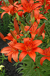 Yolanda Lily (Lilium 'Yolanda') at Lakeshore Garden Centres