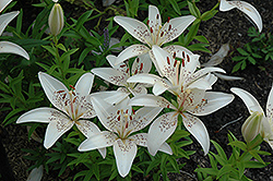 Matterhorn Lily (Lilium 'Matterhorn') at Lakeshore Garden Centres