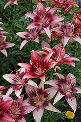 Pink Pagoda Lily (Lilium 'Pink Pagoda') at Lakeshore Garden Centres