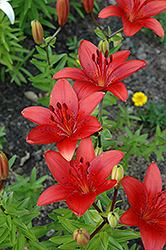 Lovelight Lily (Lilium 'Lovelight') at Lakeshore Garden Centres