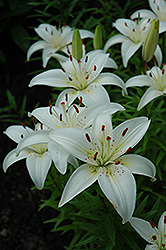 Antarctica Lily (Lilium 'Antarctica') at Lakeshore Garden Centres