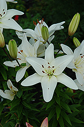 Snow Storm Lily (Lilium 'Snow Storm') at Lakeshore Garden Centres