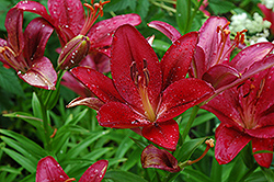 Rachel Lily (Lilium 'Rachel') at Lakeshore Garden Centres