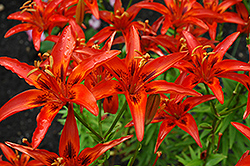 Salsa Lily (Lilium 'Salsa') at Lakeshore Garden Centres