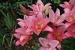 Presto Lily (Lilium 'Presto') at Lakeshore Garden Centres