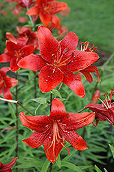 Bold Knight Lily (Lilium 'Bold Knight') at Lakeshore Garden Centres