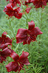 Ed Bruman Lily (Lilium 'Ed Bruman') at Lakeshore Garden Centres