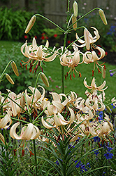 White Princess Lily (Lilium 'White Princess') at Lakeshore Garden Centres
