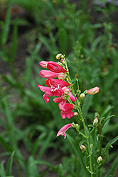 Lilliput Rose Beard Tongue (Penstemon 'Lilliput Rose') at Lakeshore Garden Centres
