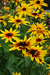 Becky Coneflower (Rudbeckia hirta 'Becky') at Lakeshore Garden Centres