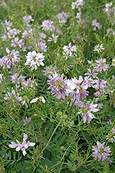 Crown Vetch (Coronilla varia) at Lakeshore Garden Centres