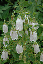 Hot Lips Bellflower (Campanula punctata 'Hot Lips') at Lakeshore Garden Centres