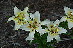 Isis Lily (Lilium 'Isis') at Lakeshore Garden Centres