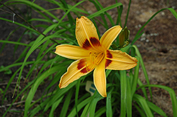 Mikado Daylily (Hemerocallis 'Mikado') at Lakeshore Garden Centres