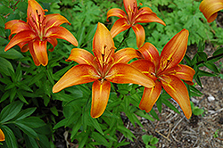 Gale's Favorite Lily (Lilium 'Gale's Favorite') at Lakeshore Garden Centres