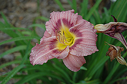 Numinous Moments Daylily (Hemerocallis 'Numinous Moments') at Lakeshore Garden Centres