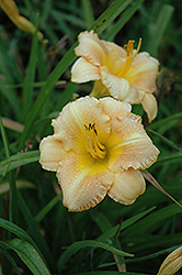 Taiga Sweet Dancer Daylily (Hemerocallis 'Taiga Sweet Dancer') at Lakeshore Garden Centres
