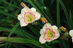 Siloam Baby Talk Daylily (Hemerocallis 'Siloam Baby Talk') at Lakeshore Garden Centres