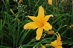 Summer Love Daylily (Hemerocallis 'Summer Love') at Lakeshore Garden Centres