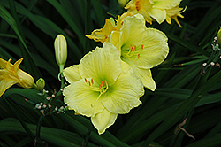 Siloam Mama Daylily (Hemerocallis 'Siloam Mama') at Lakeshore Garden Centres