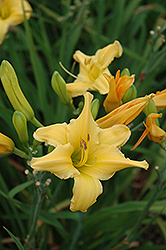 Empire Daylily (Hemerocallis 'Empire') at Lakeshore Garden Centres