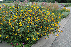 Prairie Sunset False Sunflower (Heliopsis helianthoides 'Prairie Sunset') at Lakeshore Garden Centres