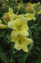 Imperial Lemon Daylily (Hemerocallis 'Imperial Lemon') at Lakeshore Garden Centres