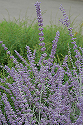 Russian Sage (Perovskia atriplicifolia) at Peter Knippel Garden Centre
