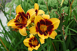 Exotic Love Daylily (Hemerocallis 'Exotic Love') at Lakeshore Garden Centres