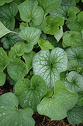 Langtrees Bugloss (Brunnera macrophylla 'Langtrees') at Lakeshore Garden Centres