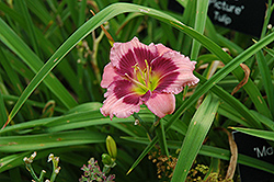 Mardi Gras Parade Daylily (Hemerocallis 'Mardi Gras Parade') at Lakeshore Garden Centres