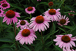 Bright Star Coneflower (Echinacea purpurea 'Leuchtstern') at Lakeshore Garden Centres
