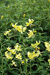 Last Dance Lily (Lilium 'Last Dance') at Lakeshore Garden Centres
