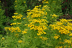 Isla Gold Tansy (Tanacetum vulgare 'Isla Gold') at Lakeshore Garden Centres