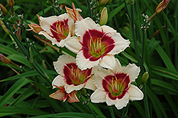 Siloam Shocker Daylily (Hemerocallis 'Siloam Shocker') at Lakeshore Garden Centres