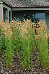 Karl Foerster Reed Grass (Calamagrostis x acutiflora 'Karl Foerster') at Golden Acre Home & Garden