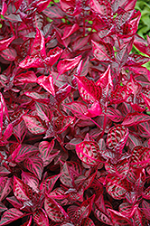 Blood Leaf (Iresine herbstii) at Lakeshore Garden Centres