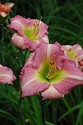 Coral Diamond Daylily (Hemerocallis 'Coral Diamond') at Lakeshore Garden Centres