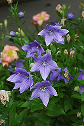 Maries Balloon Flower (Platycodon grandiflorus 'Mariesii') at Lakeshore Garden Centres