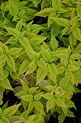 The Line Coleus (Solenostemon scutellarioides 'The Line') at Lakeshore Garden Centres