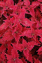 Stained Glass Copper Coleus (Solenostemon scutellarioides 'Stained Glass Copper') at Lakeshore Garden Centres