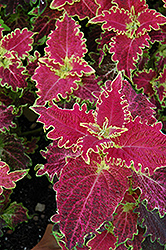 Tiger Lily Coleus (Solenostemon scutellarioides 'Tiger Lily') at Lakeshore Garden Centres