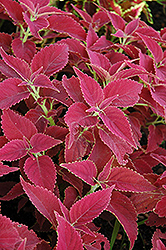 Red Planet Coleus (Solenostemon scutellarioides 'Red Planet') at Lakeshore Garden Centres