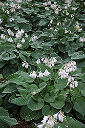 Happy Hearts Hosta (Hosta 'Happy Hearts') at Lakeshore Garden Centres