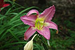 Lilting Lavender Daylily (Hemerocallis 'Lilting Lavender') at Lakeshore Garden Centres