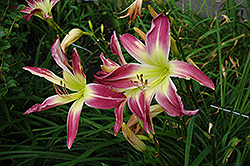 Wilson Spider Daylily (Hemerocallis 'Wilson Spider') at Lakeshore Garden Centres