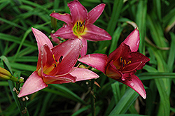 Thai Ballet Daylily (Hemerocallis 'Thai Ballet') at Lakeshore Garden Centres